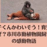 パンチくんかわいそう！育児放棄はなぜ？市川市動植物園飼育員との感動物語